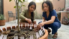 Cómo colocar tenedores de plástico en la tierra del limonero para que no la revuelvan y se mantenga más estable