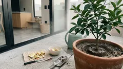 No tires la cáscara de manzana: el truco para nutrir tu limonero sin plagas ni malos olores